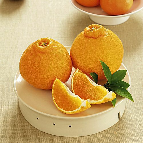 デコポン6個入 No18 | 銀座千疋屋オンラインショップ 1894年創業の