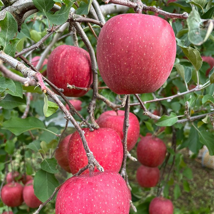 FRUITS SELECTION りんご　１２本×８箱 りんご2種詰合せ 8個入 | 銀座千疋屋 オンラインショップ